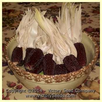 Photo of Popcorn (Zea mays subsp. mays 'Strawberry') uploaded by MikeD