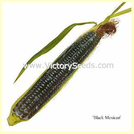 Photo of Sweet Corn (Zea mays subsp. mays 'Black Mexican') uploaded by MikeD