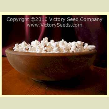Photo of Popcorn (Zea mays subsp. mays 'Strawberry') uploaded by MikeD