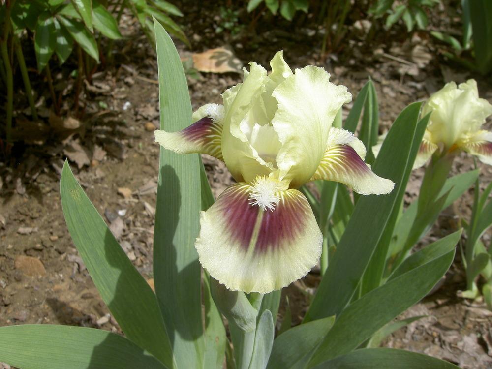 Photo of Standard Dwarf Bearded Iris (Iris 'Pippi Longstockings') uploaded by Muddymitts