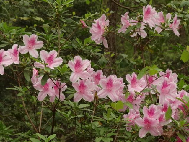 Photo of Korean Azalea (Rhododendron yedoense f. poukhanense) uploaded by Sheridragonfly
