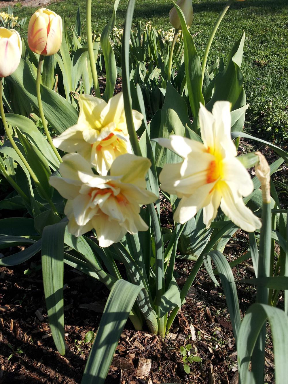 Photo of Double Daffodil (Narcissus 'Mary Copeland') uploaded by gemini_sage