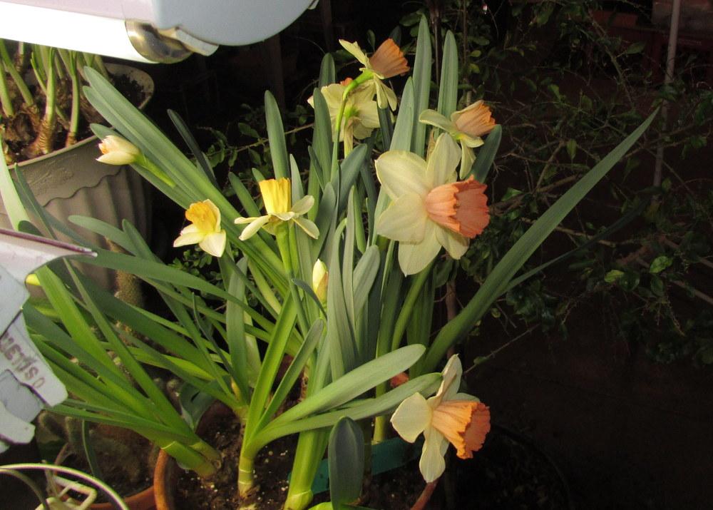 Photo of Large Cupped Daffodil (Narcissus 'Tickled Pinkeen') uploaded by jmorth