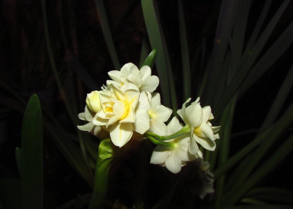 Photo of Double Daffodil (Narcissus 'Erlicheer') uploaded by jmorth