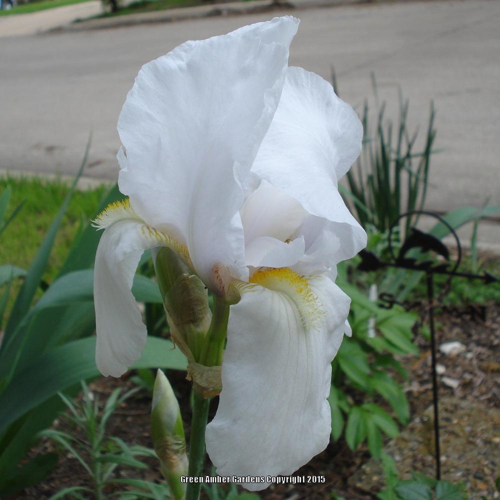 Photo of Tall Bearded Iris (Iris 'Crystal Beauty') uploaded by lovemyhouse
