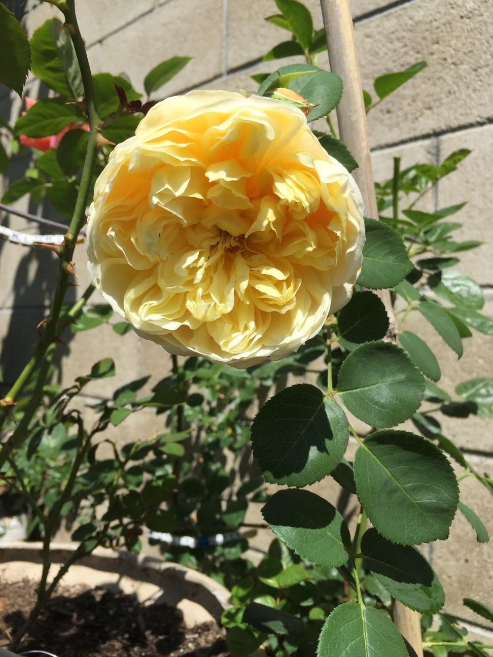 Photo of Rose (Rosa 'Charles Darwin') uploaded by mattmackay22