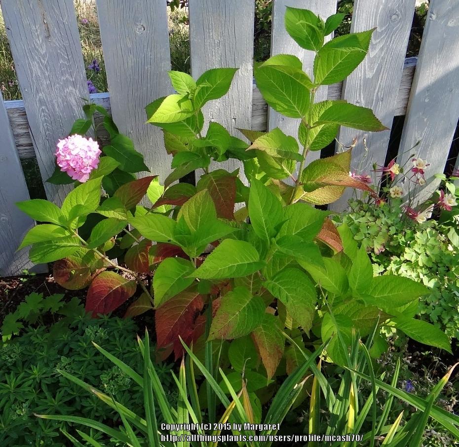 Photo of Bigleaf Hydrangea (Hydrangea macrophylla Endless Summer® The Original) uploaded by mcash70
