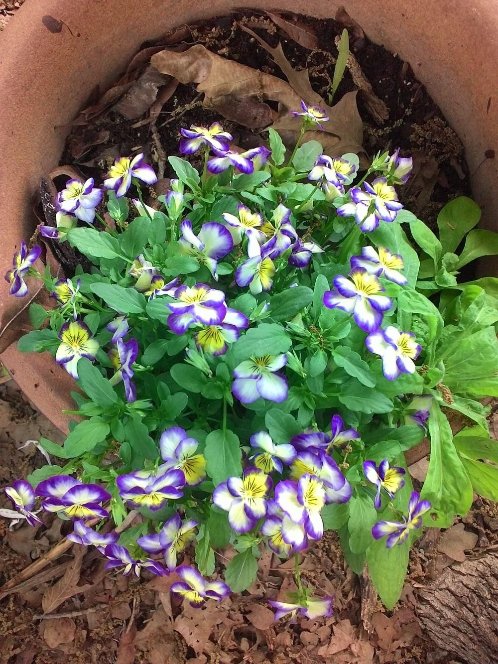 Photo of Viola (Viola cornuta Sorbet™ Midnight Glow) uploaded by texaskitty111