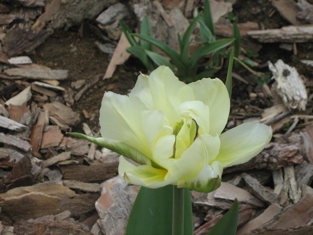 Photo of Tulip (Tulipa 'Exotic Emperor') uploaded by AnnaSartin