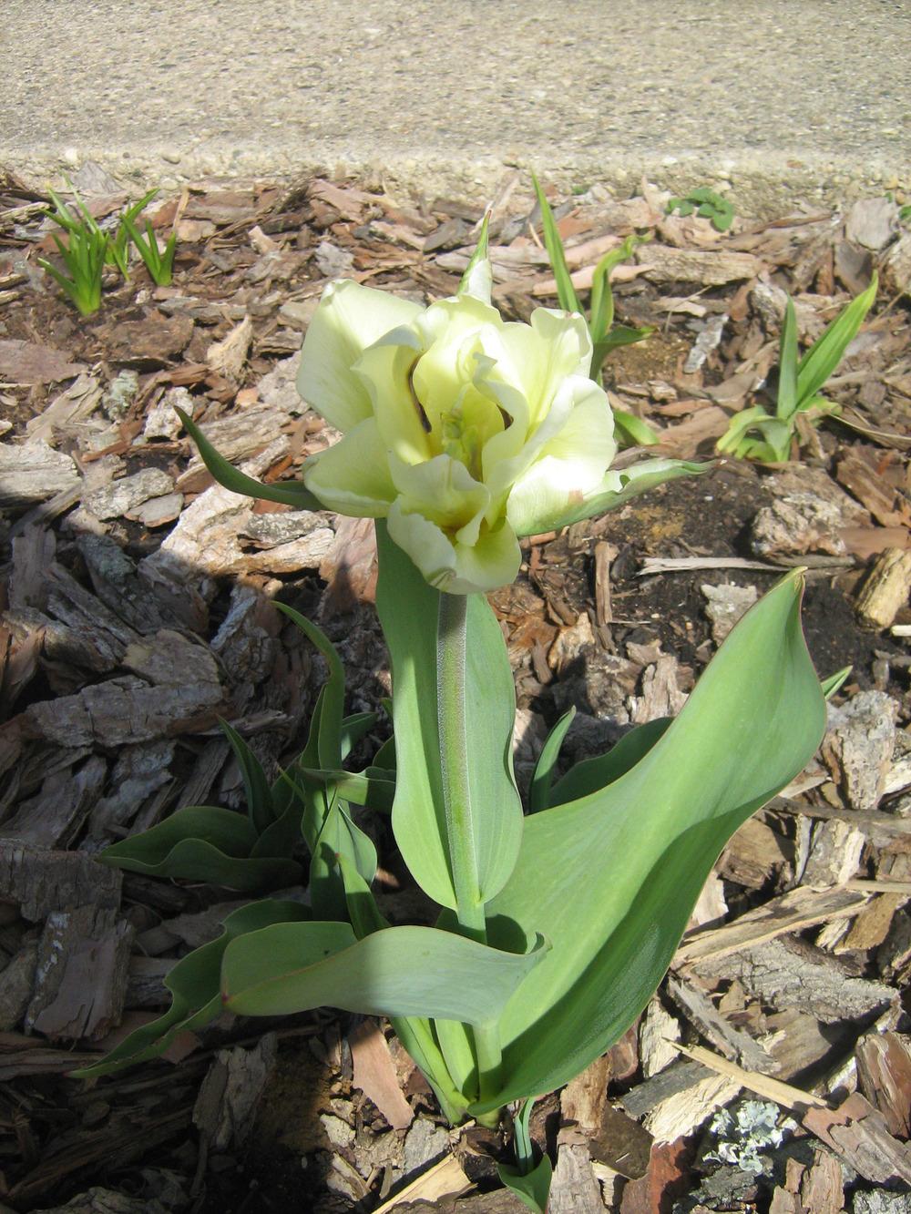 Photo of Tulip (Tulipa 'Exotic Emperor') uploaded by AnnaSartin