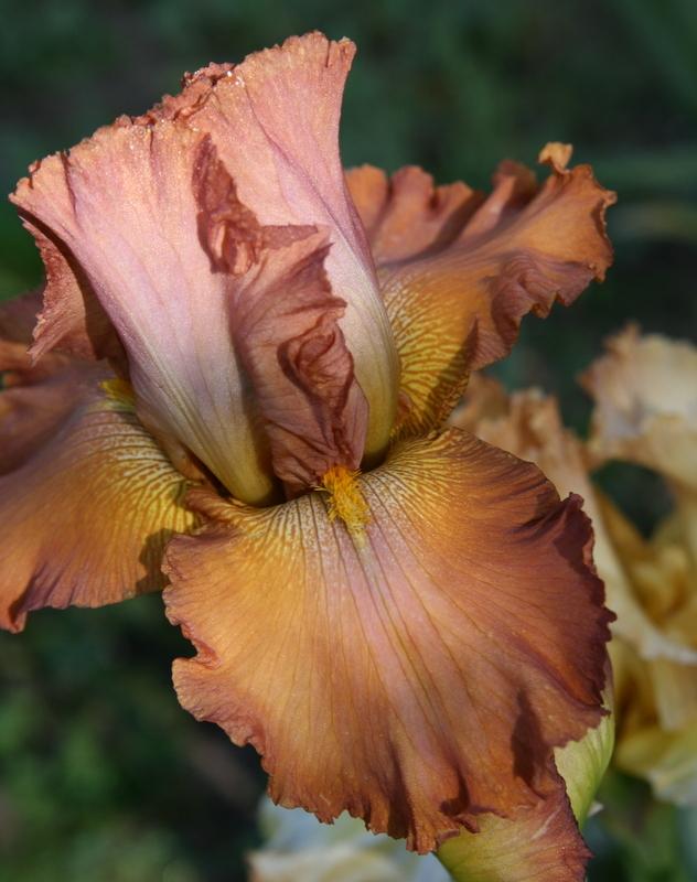 Photo of Tall Bearded Iris (Iris 'Bronze Sculpture') uploaded by Calif_Sue
