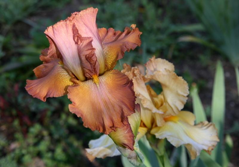 Photo of Tall Bearded Iris (Iris 'Bronze Sculpture') uploaded by Calif_Sue