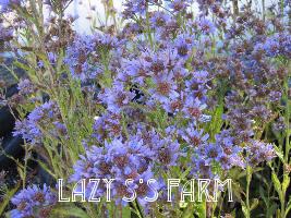 Photo of Tatarian Aster (Aster tataricus) uploaded by Joy