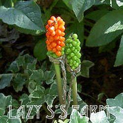 Photo of Lords and Ladies (Arum italicum subsp. italicum 'Marmoratum') uploaded by Joy