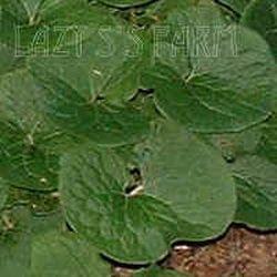 Photo of Wild Ginger (Asarum canadense) uploaded by Joy