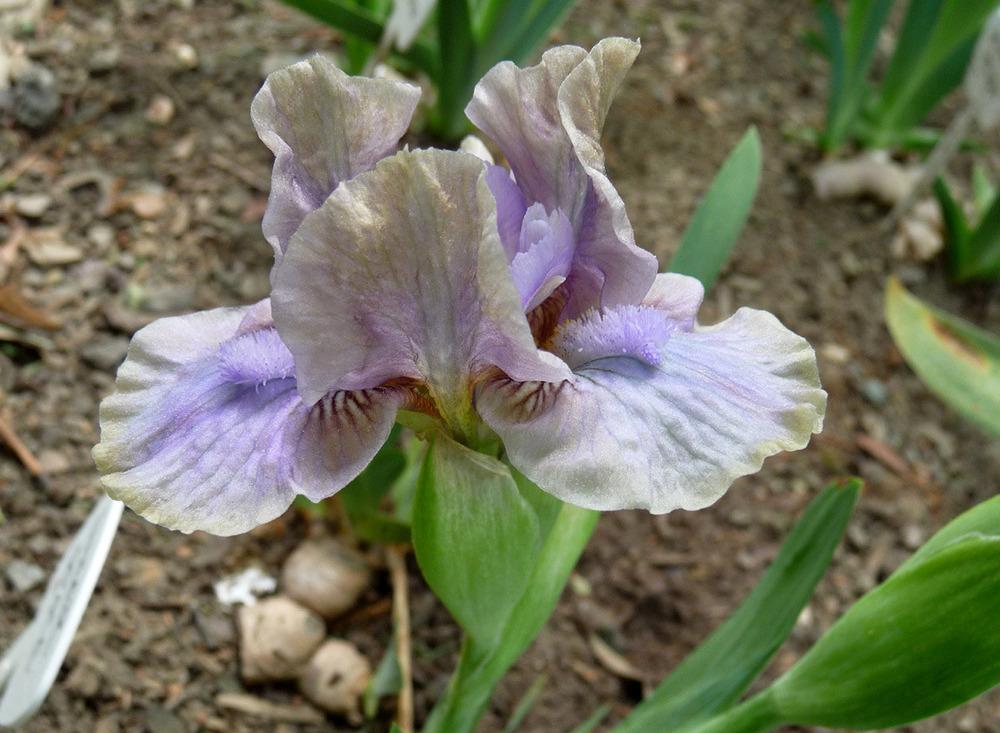 Photo of Standard Dwarf Bearded Iris (Iris 'Inner Space') uploaded by Lestv