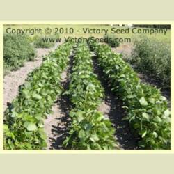 Location: Victory Seed Company - Liberal, OR
Image used with permission of the Victory Seed Company.