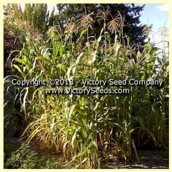 Photo of Popcorn (Zea mays subsp. mays 'Glass Gem') uploaded by MikeD