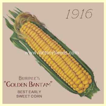 Photo of Sweet Corn (Zea mays subsp. mays 'Golden Bantam') uploaded by MikeD