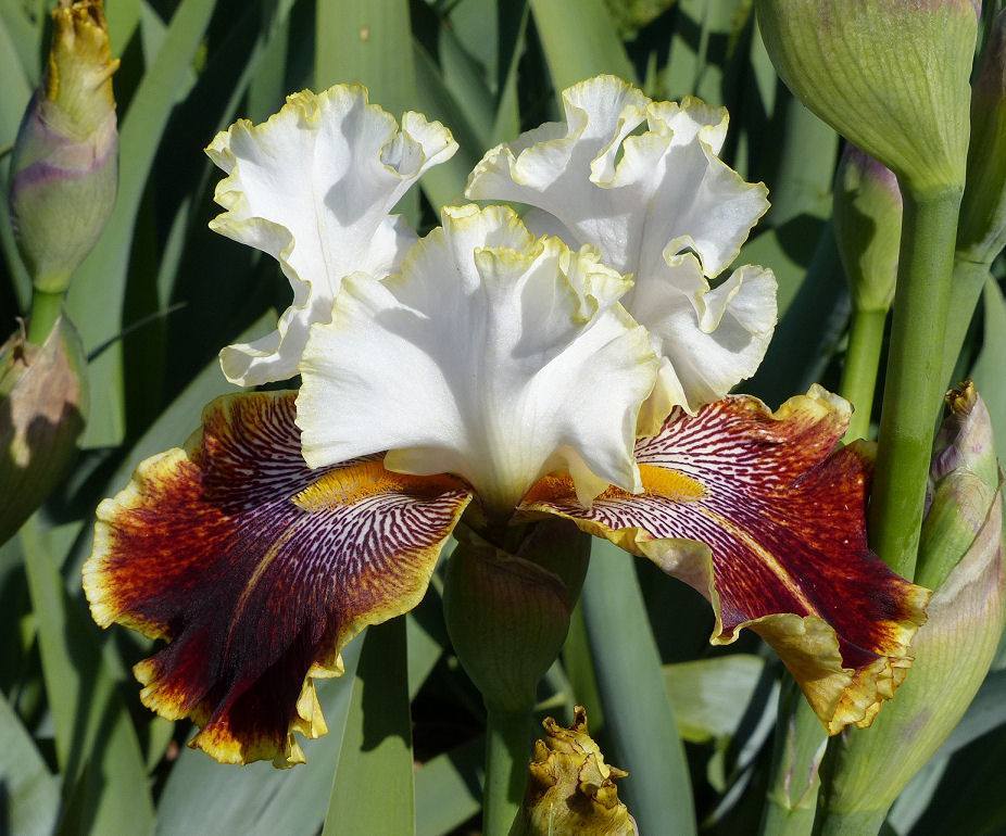 Photo of Tall Bearded Iris (Iris 'Carousel of Dreams') uploaded by Misawa77