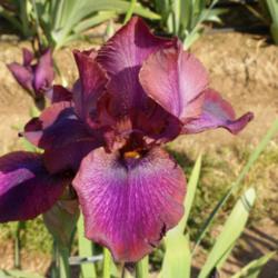 Location: Catheys Valley CA
Date: 4-12-2015
Photo courtesy of Superstition Iris Gardens, posted with permissi