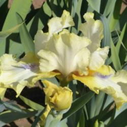 Location: Catheys Valley CA
Date: 4-12-2015
Photo courtesy of Superstition Iris Gardens, posted with permissi