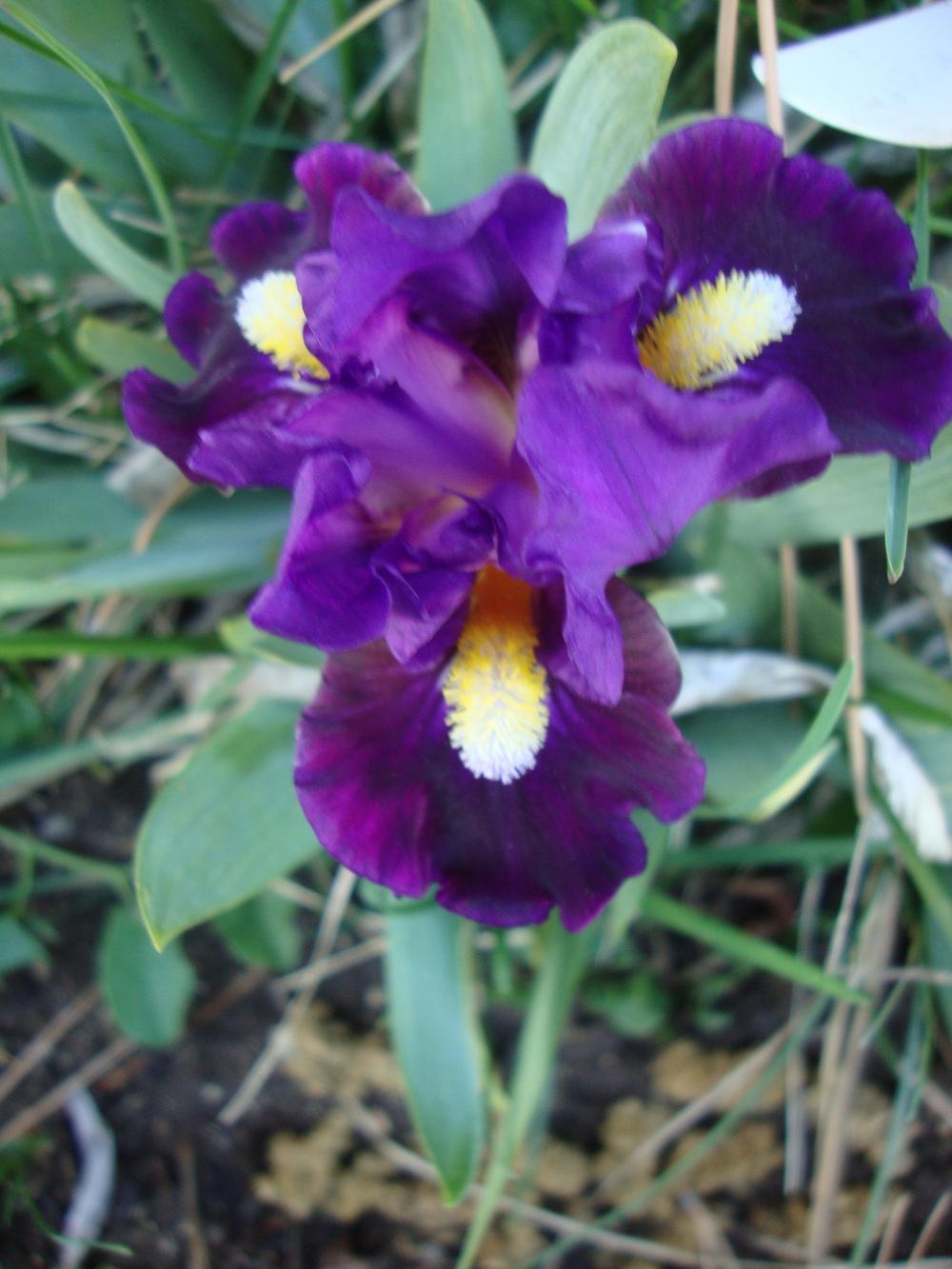 Photo of Standard Dwarf Bearded Iris (Iris 'Pulsator') uploaded by Paul2032
