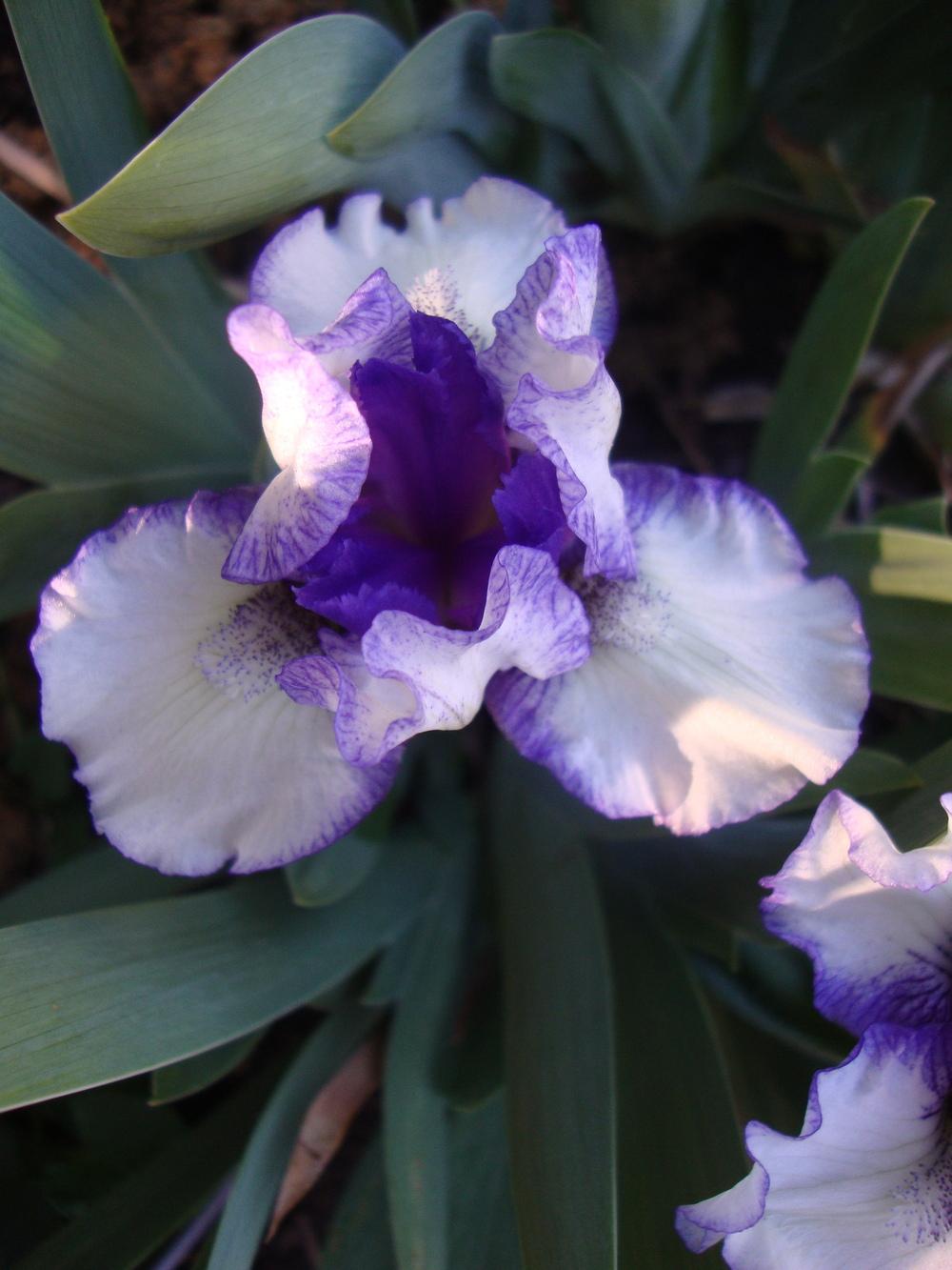 Photo of Standard Dwarf Bearded Iris (Iris 'Fairy Ring') uploaded by Paul2032