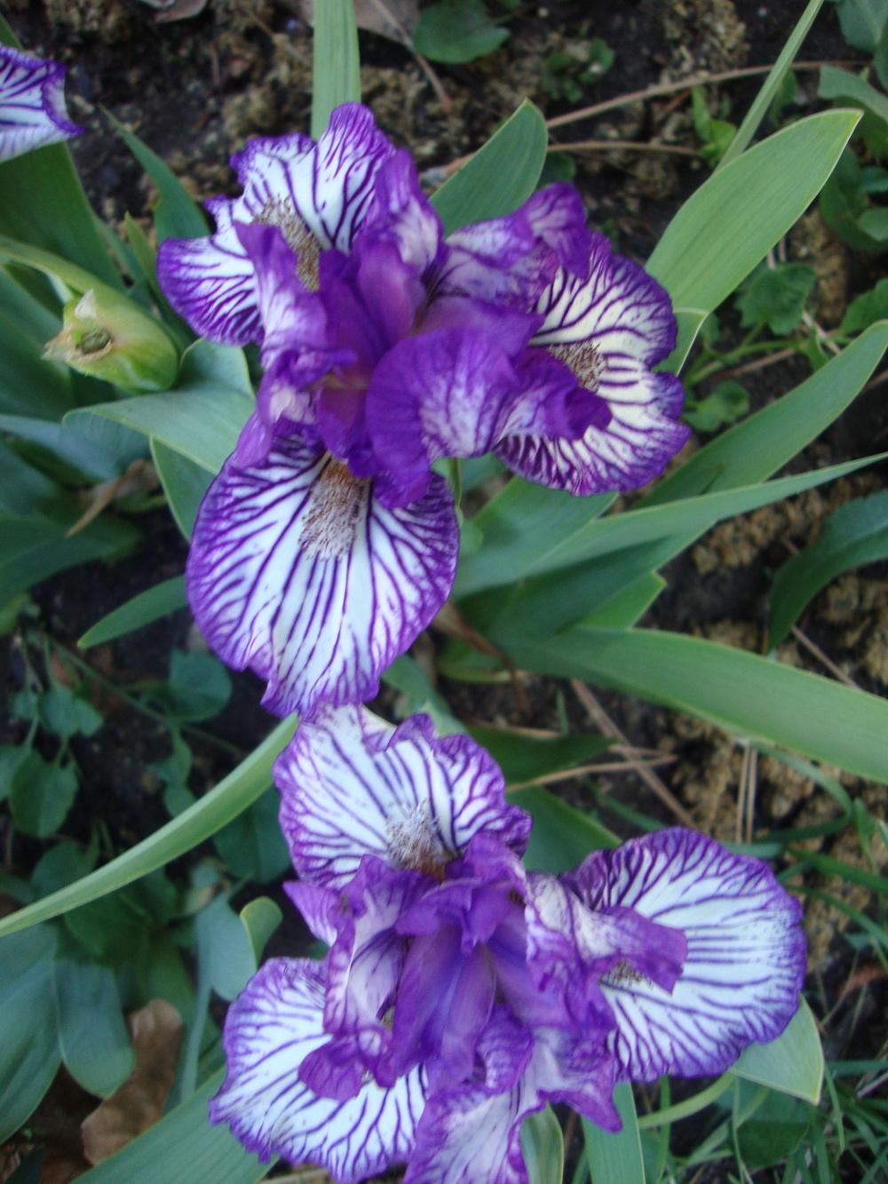 Photo of Standard Dwarf Bearded Iris (Iris 'Force Field') uploaded by Paul2032