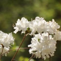 Location: southeast alabama zone 8
Date: April
Airy, pure white and delicate blooms!
