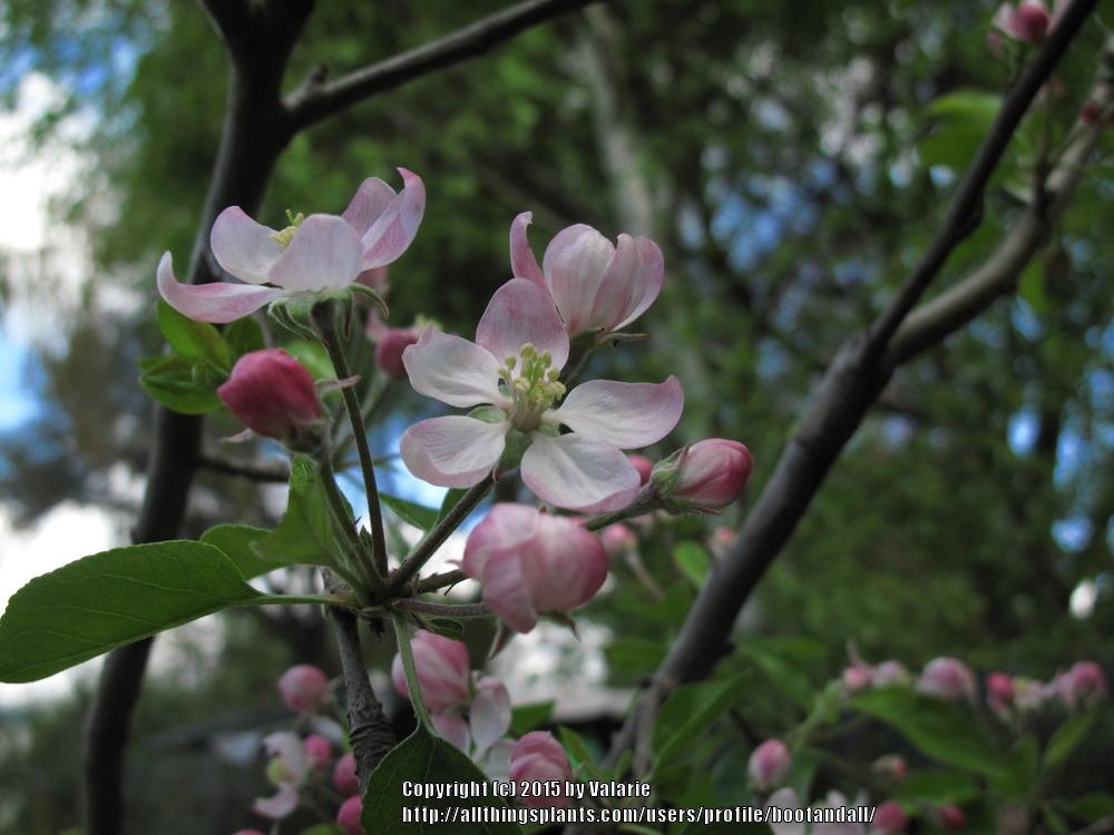 Photo of Apple (Malus domestica 'Golden Delicious') uploaded by bootandall