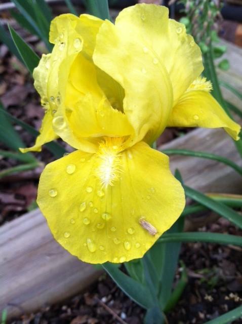Photo of Standard Dwarf Bearded Iris (Iris 'Show Me Yellow') uploaded by grannysgarden
