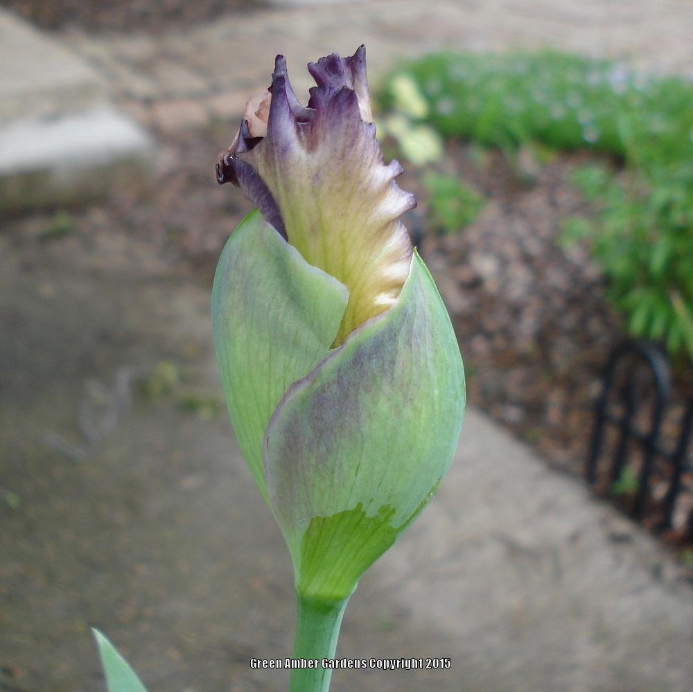 Photo of Tall Bearded Iris (Iris 'Comfortable') uploaded by lovemyhouse