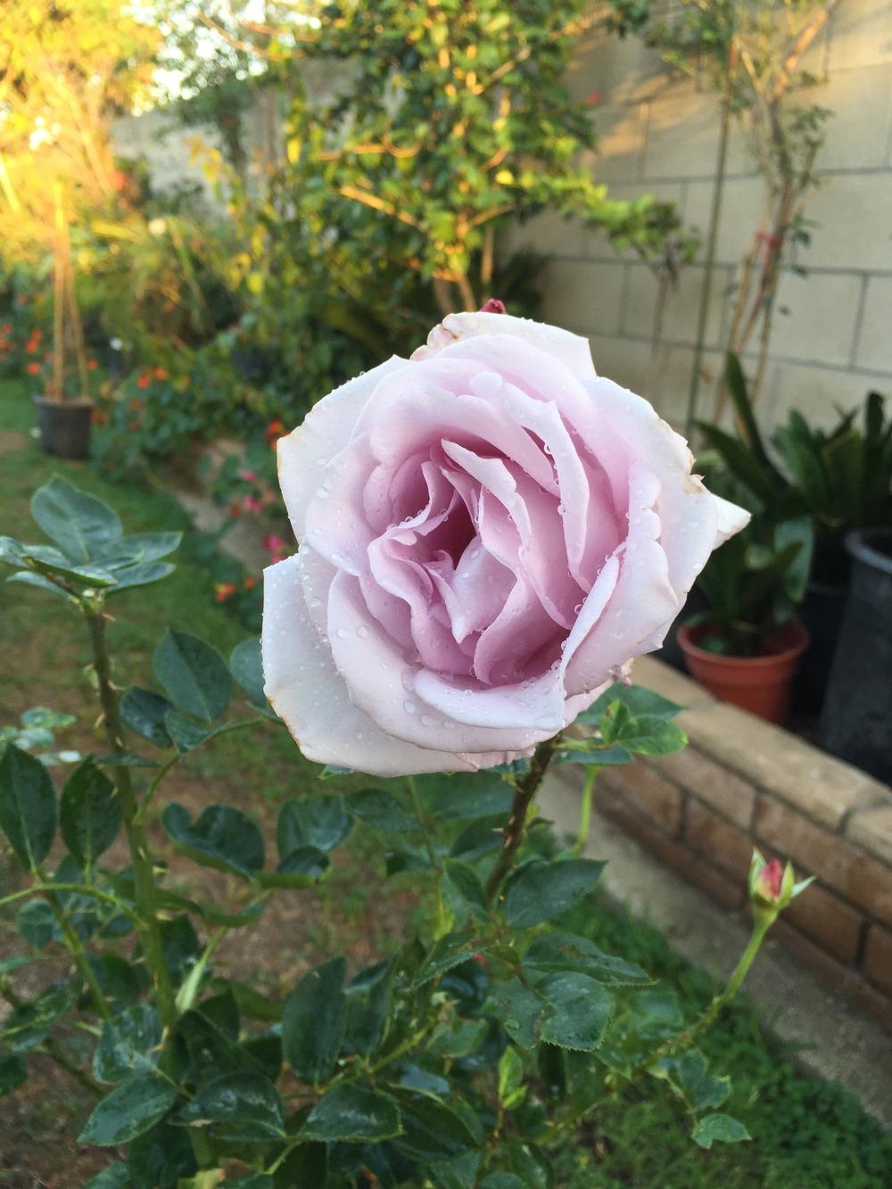 Photo of Rose (Rosa 'Blue Moon') uploaded by mattmackay22