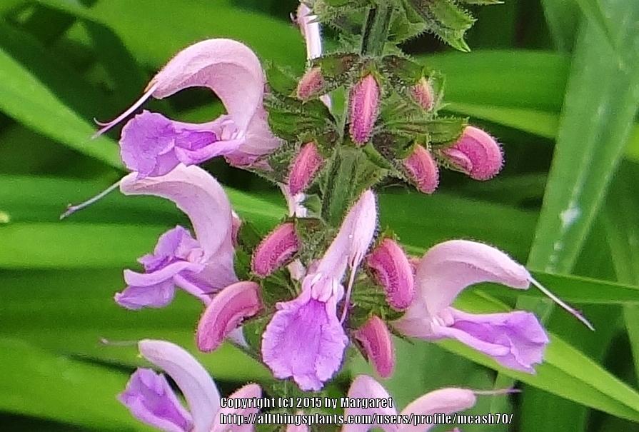Photo of Salvia (Salvia pratensis Ballet™ Rose Rhapsody) uploaded by mcash70
