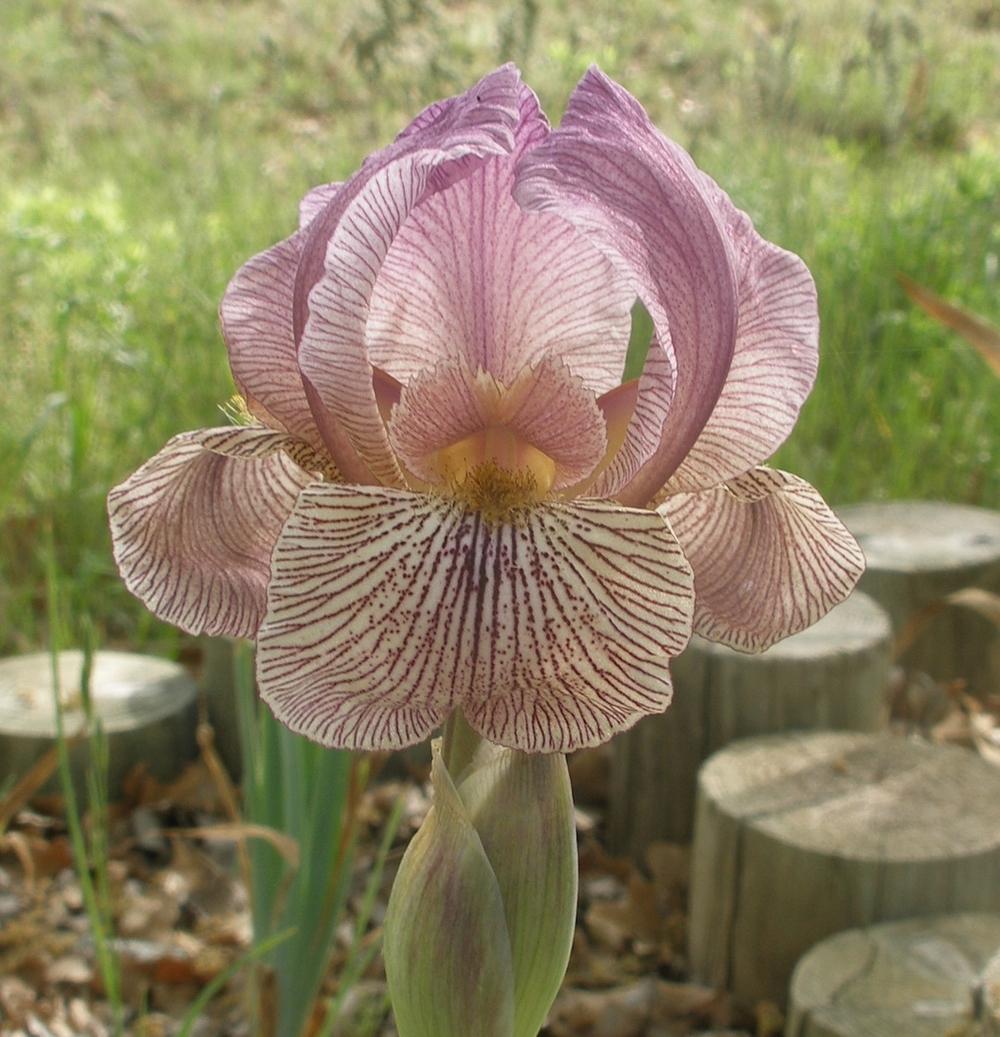 Photo of Arilbred Iris (Iris 'Alakazam') uploaded by needrain