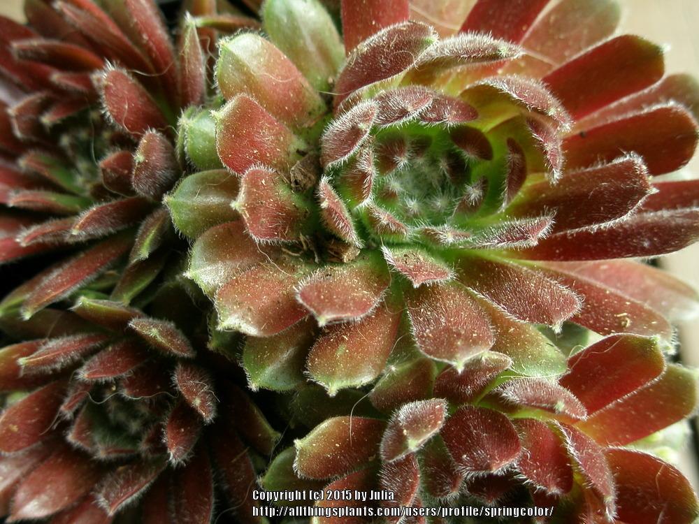 Photo of Hen and Chicks (Sempervivum 'Hey Hey') uploaded by springcolor