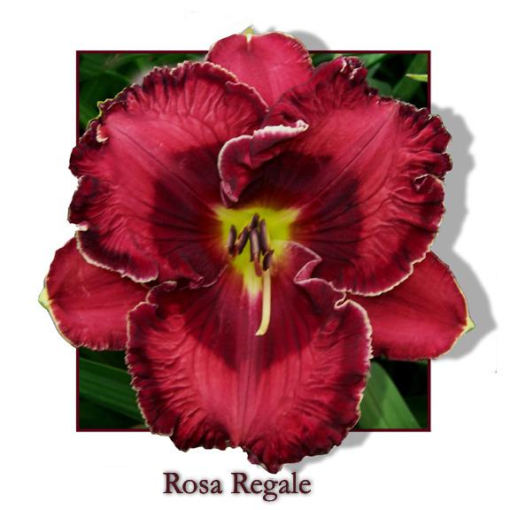 Photo of Daylily (Hemerocallis 'Rosa Regale') uploaded by Calif_Sue