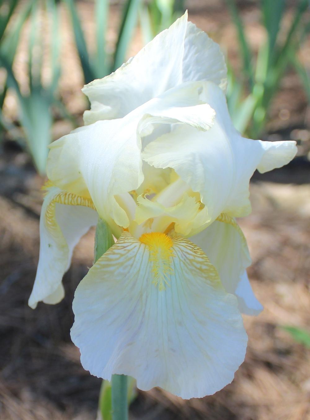 Photo of Tall Bearded Iris (Iris 'Easter Sunrise') uploaded by Calif_Sue
