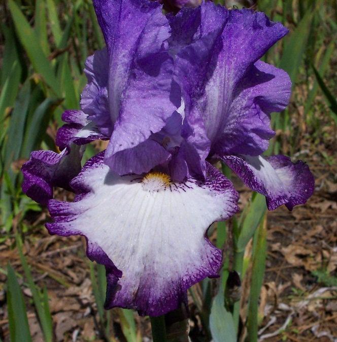 Photo of Tall Bearded Iris (Iris 'Eagle's Flight') uploaded by Calif_Sue