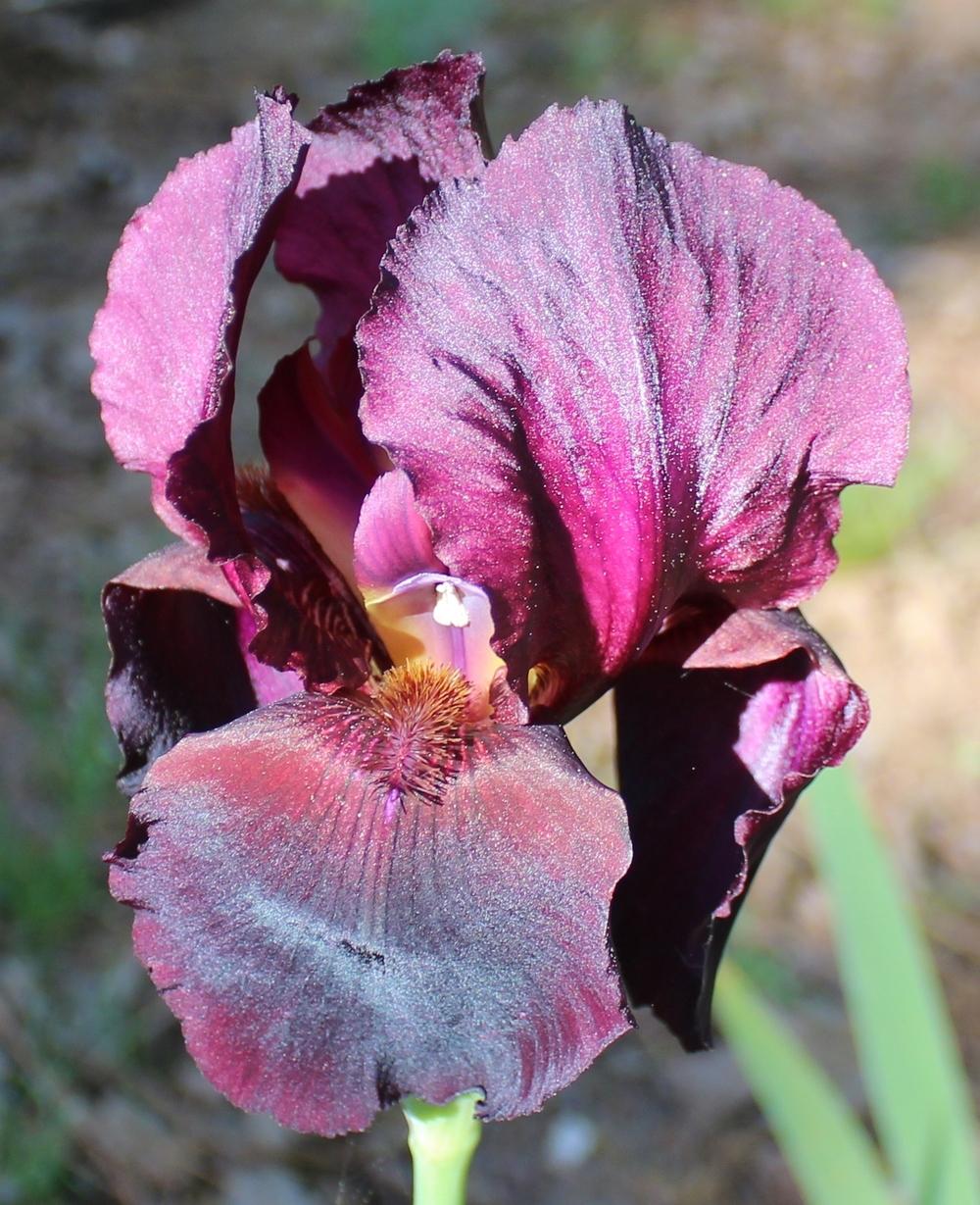 Photo of Tall Bearded Iris (Iris 'Edenite') uploaded by Calif_Sue