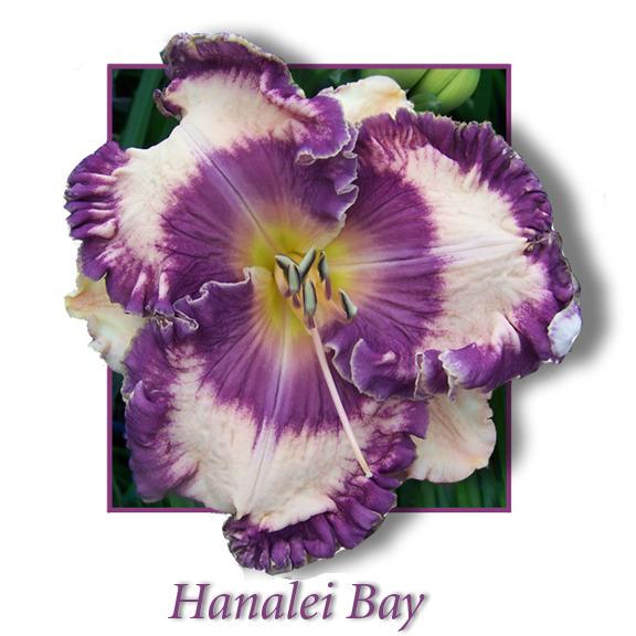 Photo of Daylily (Hemerocallis 'Hanalei Bay') uploaded by Calif_Sue