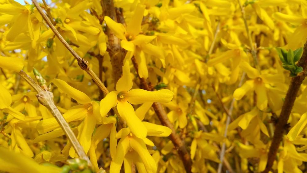 Photo of Forsythia uploaded by Gerris2