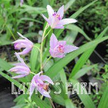 Photo of Hardy Ground Orchid (Bletilla Yokohama 'Kate') uploaded by Joy