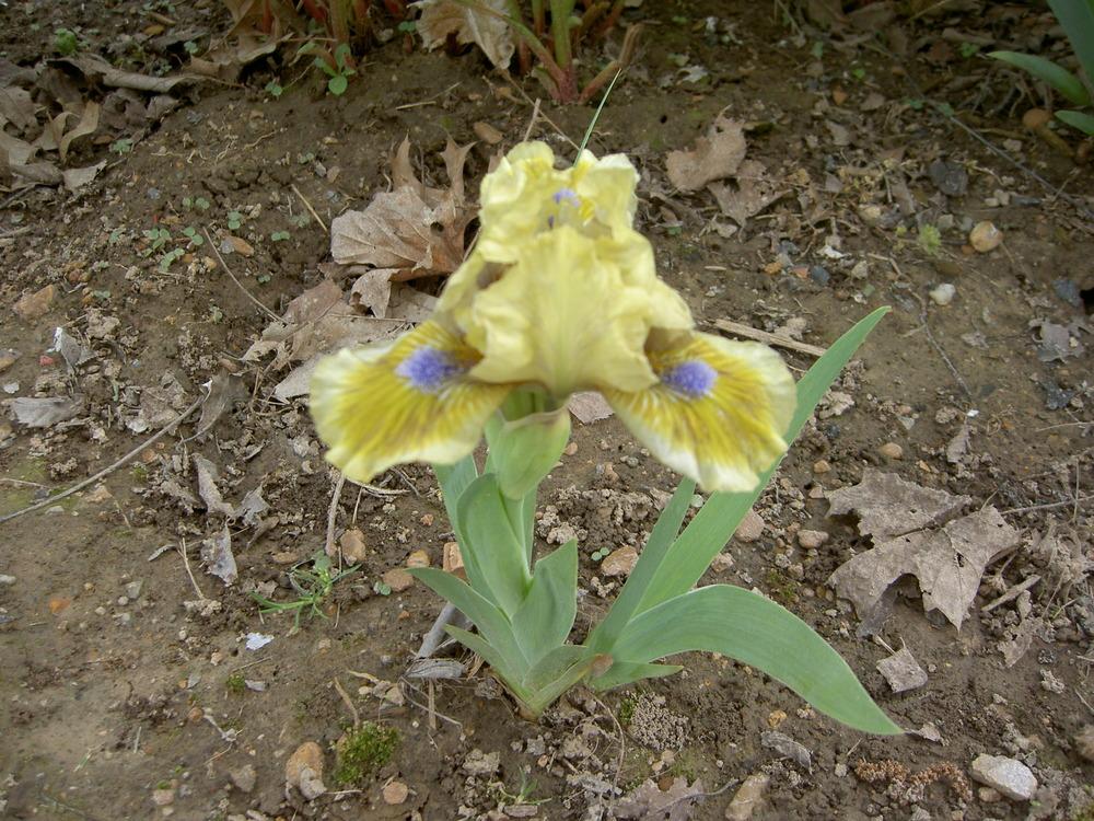 Photo of Standard Dwarf Bearded Iris (Iris 'Little Sighs') uploaded by Muddymitts