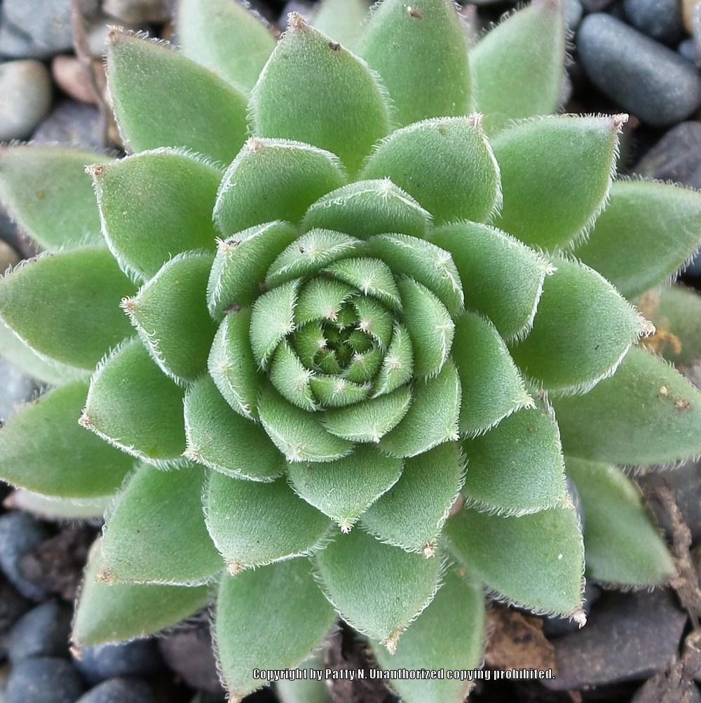 Photo of Hen and Chicks (Sempervivum 'Suleika') uploaded by Patty