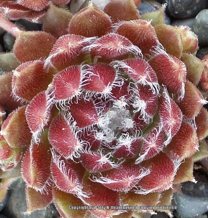 Photo of Hen and Chicks (Sempervivum 'Ysolde') uploaded by Patty