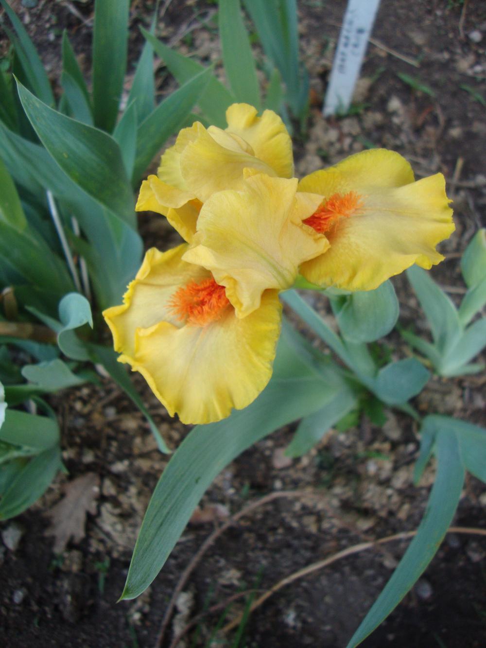 Photo of Standard Dwarf Bearded Iris (Iris 'Blazing Gold') uploaded by Paul2032
