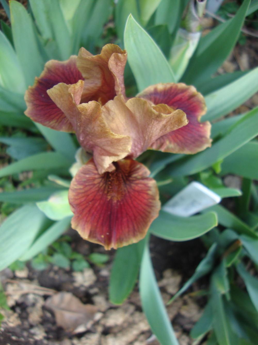 Photo of Standard Dwarf Bearded Iris (Iris 'Death by Chocolate') uploaded by Paul2032
