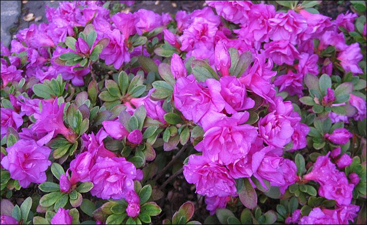 Photo of Rhododendron 'Happy Days' uploaded by Polymerous